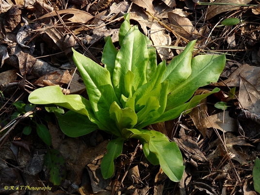 {Frasera caroliniensis}